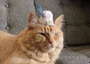 戴帽子的猫,揭秘神秘喵星人的奇幻之旅