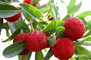 杨梅红了的季节,夏日初见——探寻夏果的甜蜜时光”