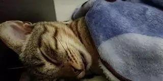 闪婚对象竟是宠妻巨鳄,揭秘宠妻巨鳄的甜蜜陷阱